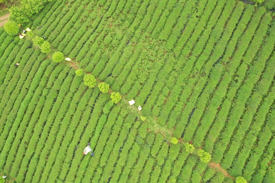 貴州甕安：大力推進茶産業發展 賦能鄉村振興_fororder_甕安縣花竹茶業有限公司的碾茶茶園基地（銀盞鎮魚河社區)1