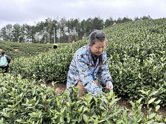 貴州甕安：茶園吐新芽 春茶迎來“第一採”_fororder_當地村民到茶山務工（雷鴻 攝）