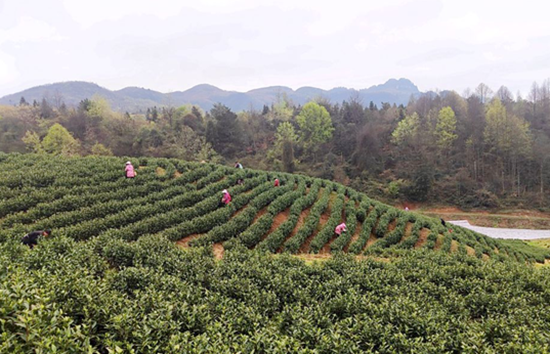 （供稿）貴州甕安：茶園吐新芽 春茶迎來“第一採”_fororder_甕安縣天文鎮烏江村茶園基地（雷鴻 攝）