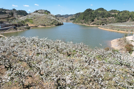 貴州修文：“春風十里 梨花遊趣”文旅系列活動精彩紛呈_fororder_微信圖片_20240401154348