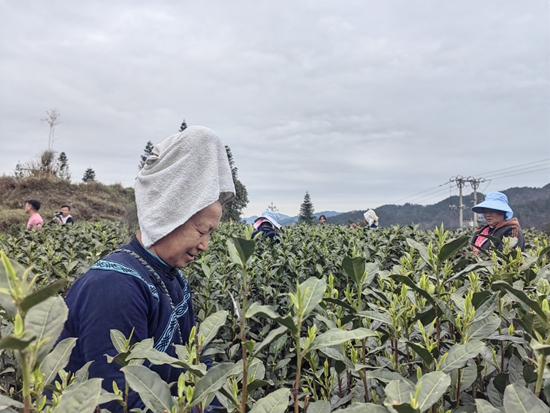 貴州雷山：多措並舉助推春茶收購工作_fororder_圖為3月29日雷山縣幹河溝茶場春茶採摘的場景