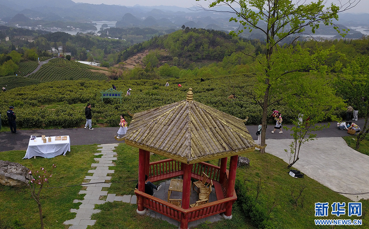 貴陽：美景茶香引客來