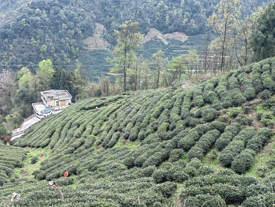 貴州都勻：雪芽吐綠泛茶香 茶農搶“鮮”採茶忙_fororder_IMG_20240326_161247