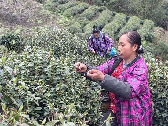 貴州都勻：雪芽吐綠泛茶香 茶農搶“鮮”採茶忙_fororder_IMG_20240326_160254