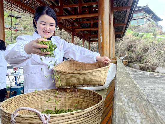 貴州雷山：多措並舉助推春茶收購工作_fororder_圖為3月29日雷山縣幹河溝茶場收購點收購人員正在把收購來的茶青放入籃的場景