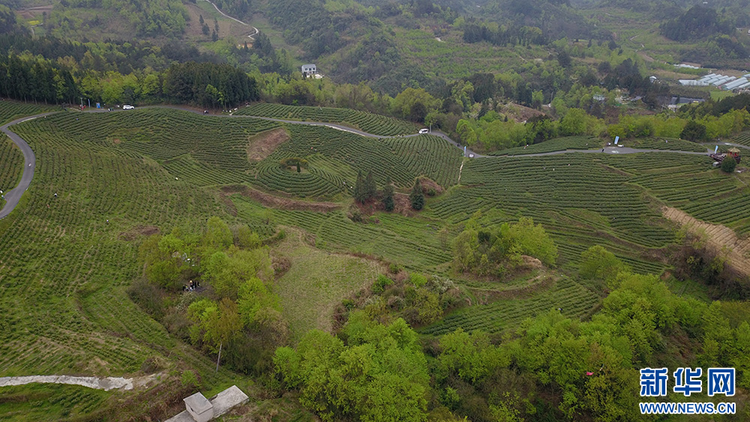 貴陽：美景茶香引客來