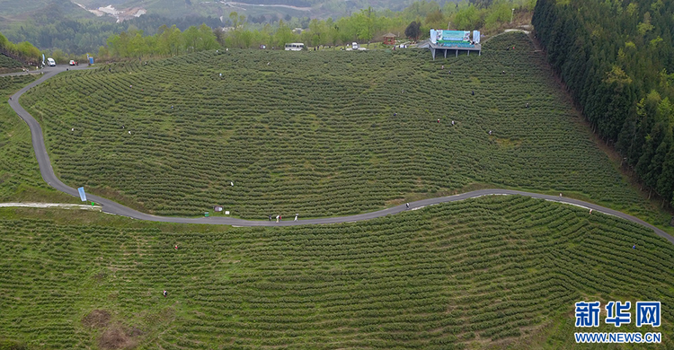 貴陽：美景茶香引客來