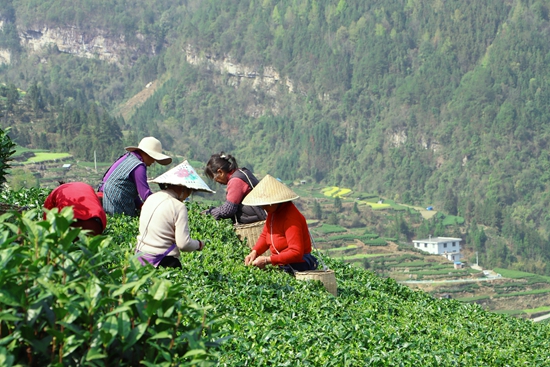 貴州獨山：提升産業綠“值” 老“茶鄉”飄出新“茶香”_fororder_20240321152721-Z3Pi6h-