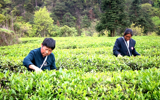 貴州鎮遠：魚米都坪茶飄香 鄉村振興産業旺_fororder_IMG_8386_副本