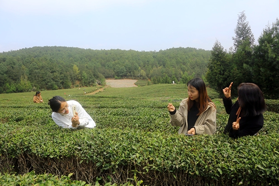 貴州威寧：上春山採春茶  一葉新一業興_fororder_4、遊客在香爐山茶園遊玩拍照（2024年4月7日，威寧縣爐山鎮香爐山茶園   彭凱 攝）