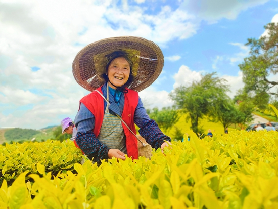 貴州甕安：春到茶山採茶忙  20萬畝茶飄香_fororder_村民採茶增收的喜悅（甕安縣委宣傳部 供圖）