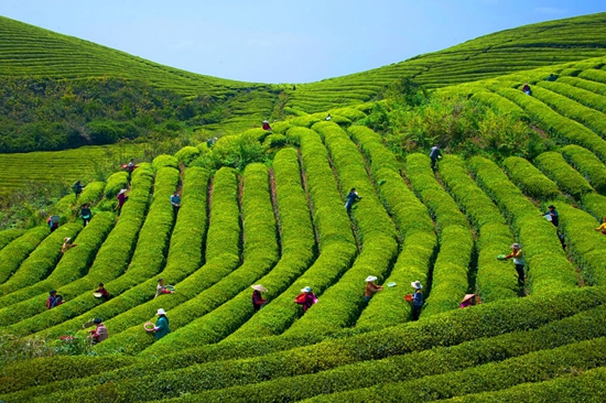 貴州甕安：春到茶山採茶忙  20萬畝茶飄香_fororder_甕安縣嵐關鄉茶海村雲頂山茶場（甕安縣委宣傳部 供圖）