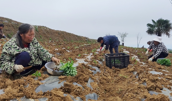 貴州甕安：聚“椒”産業  富民興村_fororder_甕安縣珠藏鎮新華村村民李奇林辣椒基地進行幼苗移栽