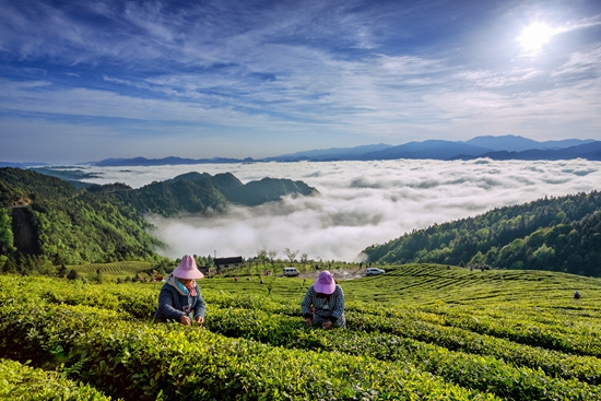 雷山銀球茶問鼎中國好綠茶貴州金獎茶王_fororder_高山雲霧出好茶2-楊昌國