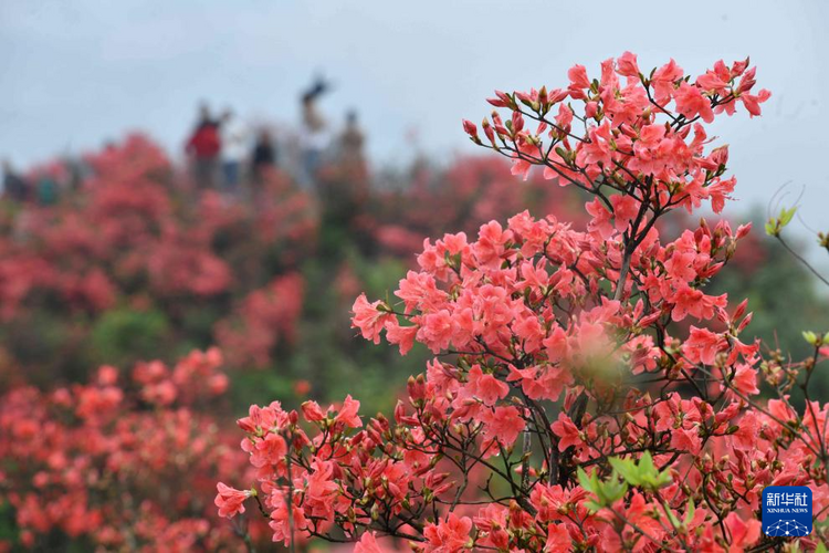 貴州：鵑紅滿山美如畫