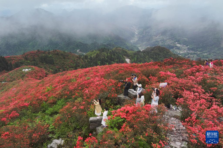 貴州：鵑紅滿山美如畫