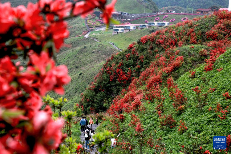 貴州：鵑紅滿山美如畫