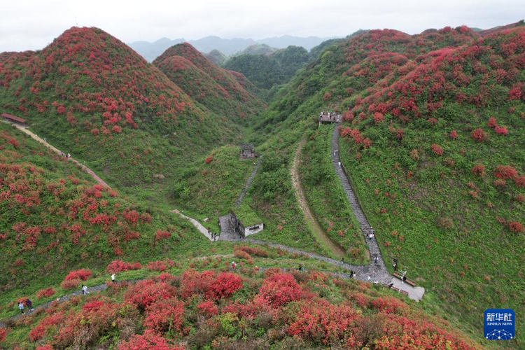 貴州：鵑紅滿山美如畫