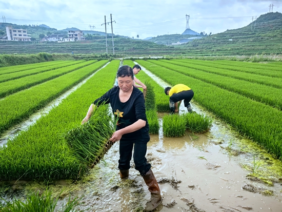 貴州甕安：水稻育秧移植忙_fororder_1