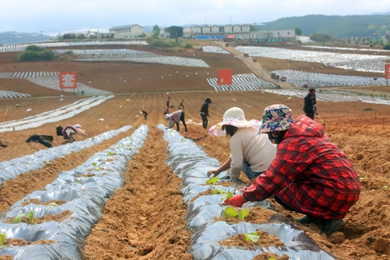 貴州威寧：産業走上“智慧路” 煙農踏上“致富路”_fororder_640