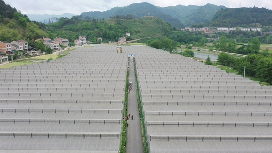 貴州鎮遠青溪鎮：白芨育苗訂單銷售旺_fororder_鎮遠縣青溪鎮雞鳴村馬營畈壩區産業基地（無人機照片）。