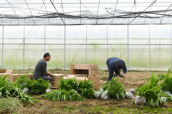 貴州鎮遠青溪鎮：白芨育苗訂單銷售旺_fororder_村民正在包裝白芨苗訂單