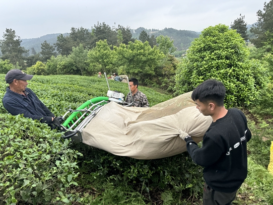 貴州甕安：大力推進茶産業發展 賦能鄉村振興_fororder_  工人們正用採茶機採摘茶葉