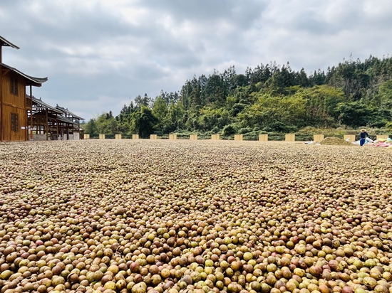 貴州黎平：“油茶籽”鼓起群眾的“錢袋子”_fororder_2023年10月28日，圖為貴州久晟油茶科技有限公司油茶鮮果涼曬現場。攝影 蔣福軍.JPG