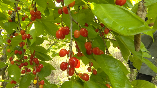 貴州鍾山：紅果盈枝 大灣鎮臘寨村櫻桃喜迎豐收季_fororder_640