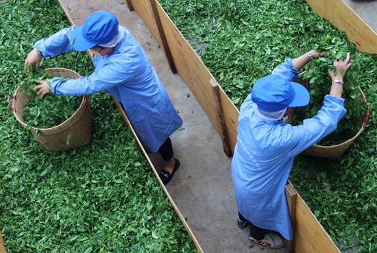 貴州威寧：夏茶飄香加工忙 拓寬群眾增收路_fororder_茶青 劉軍林 攝