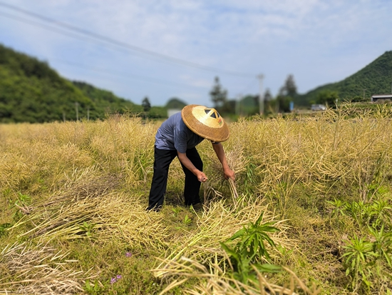 貴州施秉白垛鄉：花海喜變豐收地 一鐮一籽助農忙_fororder_農戶正在收割油菜 (2)