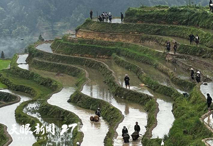 文化中國行｜加榜梯田打通農文旅盤活“試驗田”