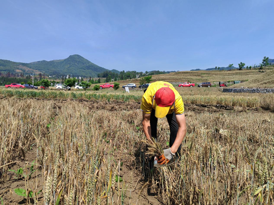 顆粒歸倉豐收忙 貴州六盤水已收割小麥10.41萬畝_fororder_圖片2