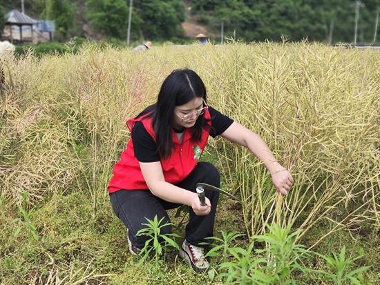 貴州施秉白垛鄉：花海喜變豐收地 一鐮一籽助農忙_fororder_黨員志願者正在收割油菜 (2)