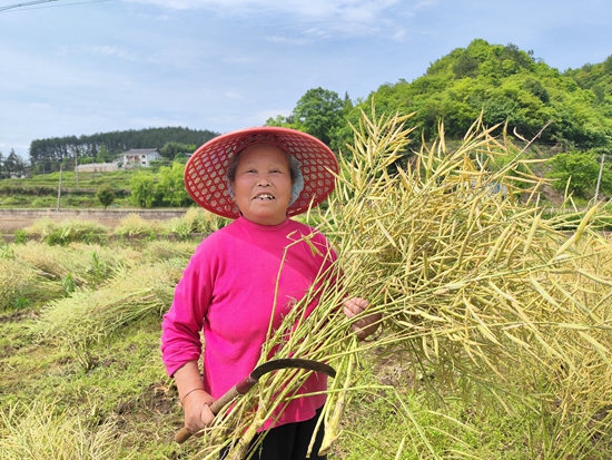 貴州施秉白垛鄉：花海喜變豐收地 一鐮一籽助農忙_fororder_農戶抱著豐收的油菜展笑顏