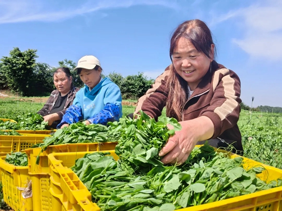 貴州威寧：300余畝豌豆尖喜獲豐收_fororder_6月3日，務工群眾採摘豌豆尖。（李玉琴 攝）1