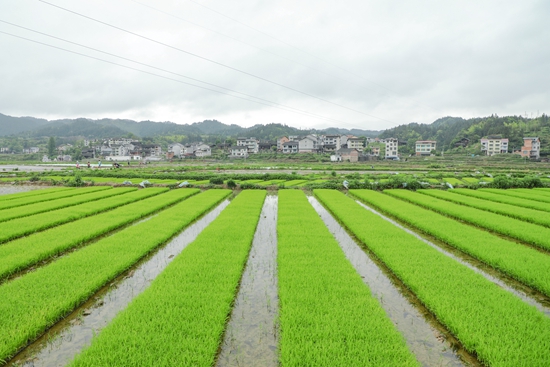 貴州天柱：田疇沃野染新綠_fororder_綠油油的秧苗.JPG