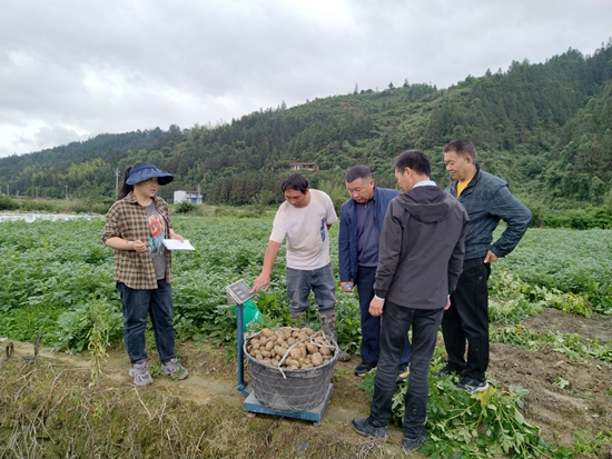 貴州黎平：7.2萬畝馬鈴薯喜迎豐收_fororder_QQ圖片20240511113915