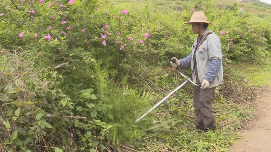 貴州甕安：刺梨花開産業興 助農增收有“錢”景_fororder_基地管護人員進行除草