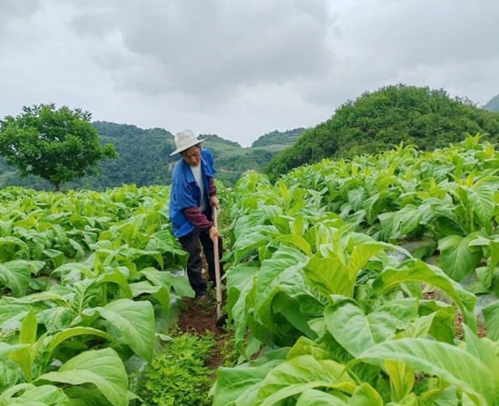 六盤水市水城區：搶抓時節促生産 萬畝烤煙管護忙_fororder_640 (1)