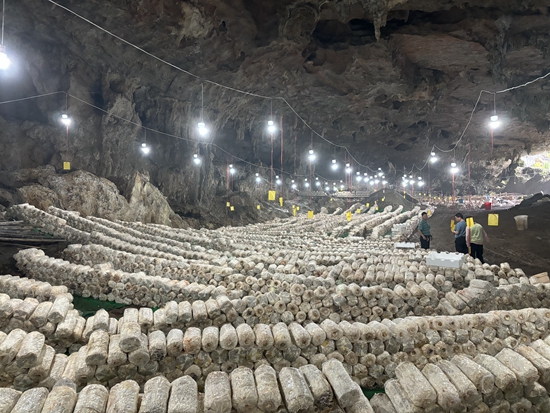 貴州甕安：因地制宜大力發展山洞食用菌産業_fororder_1