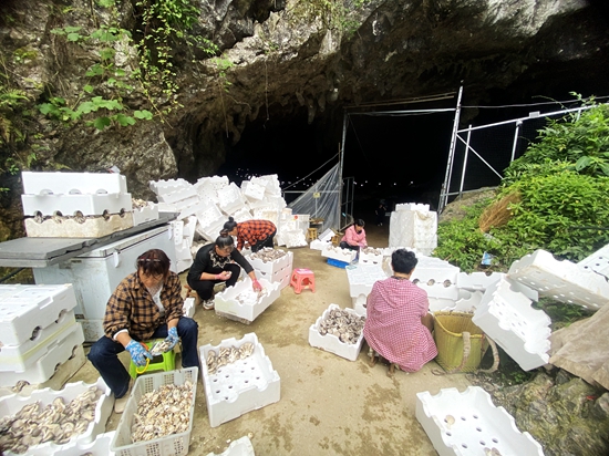 貴州甕安：因地制宜大力發展山洞食用菌産業_fororder_2