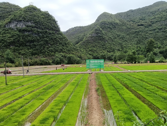 貴州獨山：種田有道 水稻機插秧助農減負增收_fororder_20240517165950-2ZcvZW-