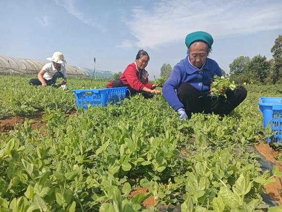 貴州威寧：300余畝豌豆尖喜獲豐收_fororder_6月3日，務工群眾採摘豌豆尖。（李玉琴 攝）