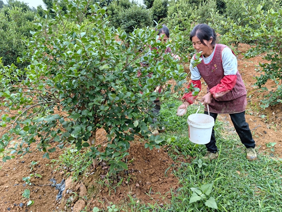 貴州思南： 8000畝油茶産業成富民“綠色銀行”_fororder_給油茶施肥（何敏攝）