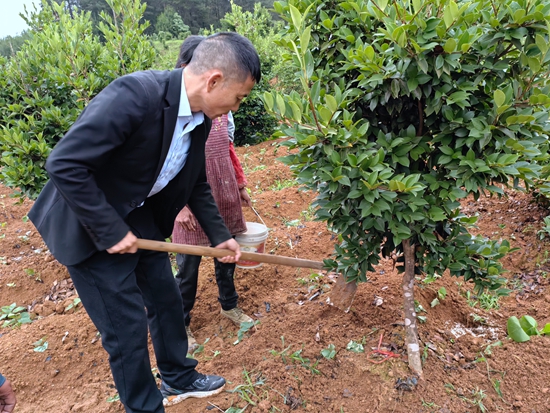 貴州思南： 8000畝油茶産業成富民“綠色銀行”_fororder_技術員指導管護油茶（何敏攝）