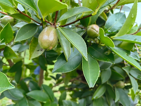 貴州思南： 8000畝油茶産業成富民“綠色銀行”_fororder_油茶果1（何敏攝）