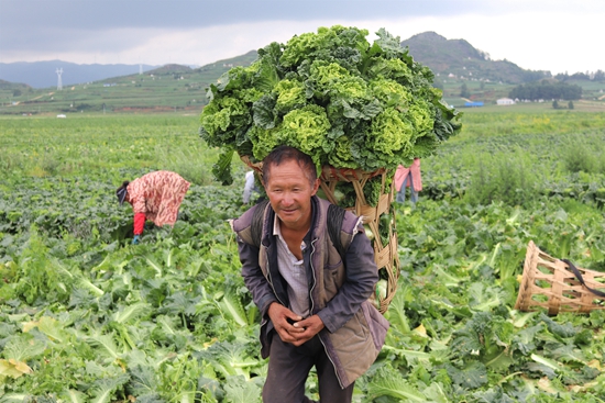 貴州威寧：田間好“豐”景 蔬菜采收忙_fororder_揹運大白菜 劉軍林 攝