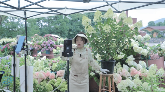 貴州惠水：繡球花扮靚景區拉動經濟_fororder_繡球花帶貨直播  余雷 攝