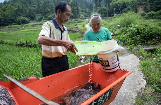 貴州鎮遠：發魚送技暖人心 鄉村振興添動能_fororder_金堡群眾給領到胡魚苗澆水.JPG